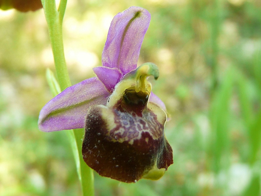 Variabilita'' di Ophrys holosericea (=O. fuciflora)....